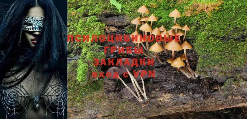 hydra ссылки  Голицыно  Галлюциногенные грибы MAGIC MUSHROOMS 